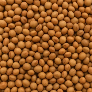 Dal